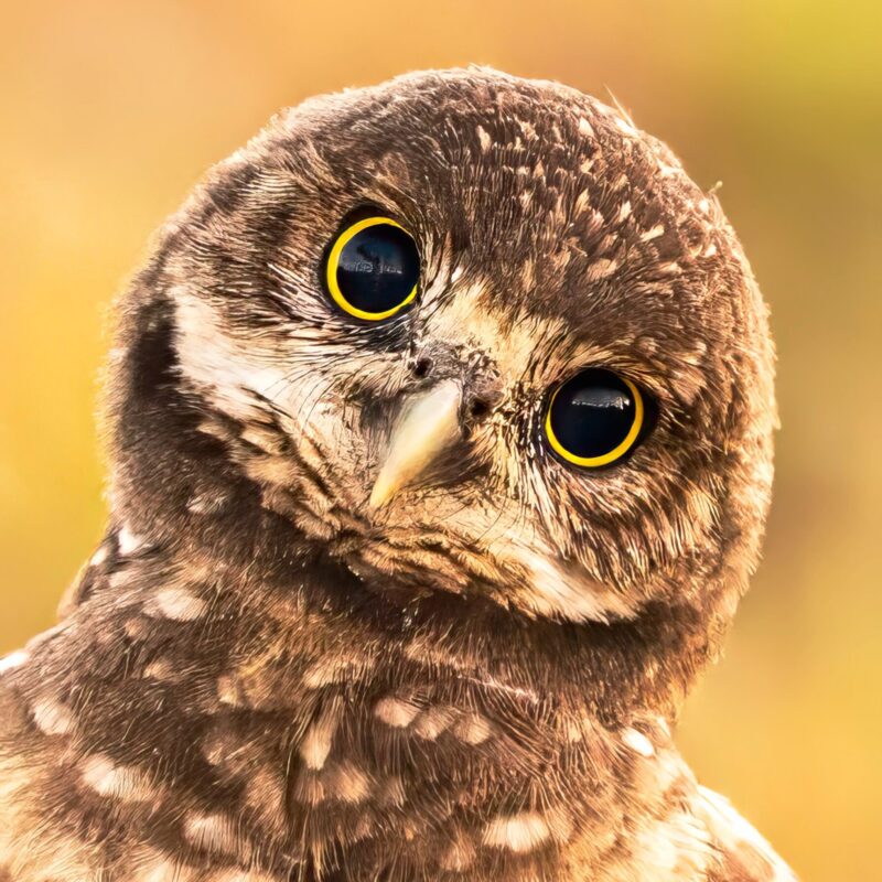 Burrowing owl